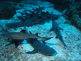Isla del Coco - 109